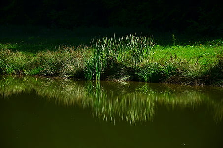 green plants beside body of water at daytime thumbnail