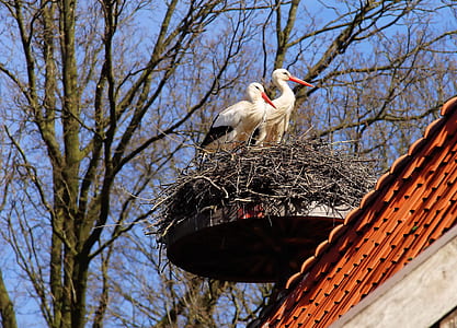 two white birds on nest near bare tree at daytime thumbnail