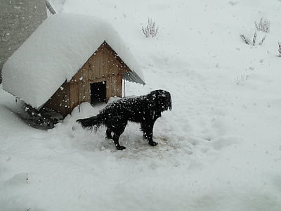 adult black flat-coated retriever standing next to dog house on snow thumbnail