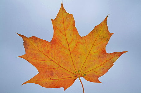 yellow maple leaf thumbnail