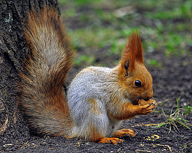 brown squirrel thumbnail