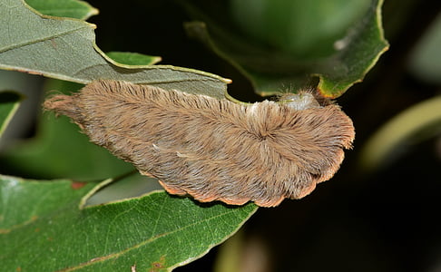 brown fuzzy caterpillar on green leaf thumbnail