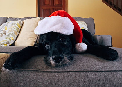 short-coated black dog wearing santa hat thumbnail