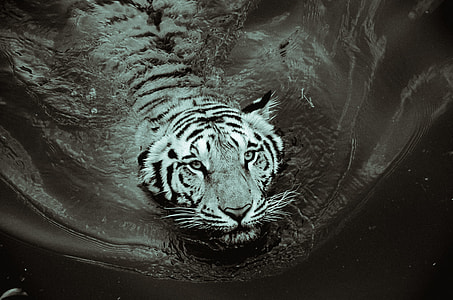 grayscale photo of swimming tiger thumbnail