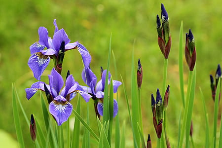 close-up photo of purple walking iris flowers at daytime thumbnail