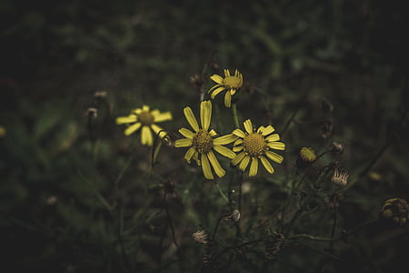 yellow daisy flowers thumbnail