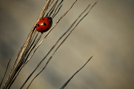 ladybug in brown twig thumbnail