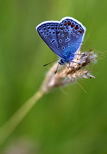 selective focus photo of common blue butterfly perched on brown wheat plant at daytime thumbnail