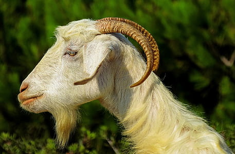 selective focus photograph of goat thumbnail