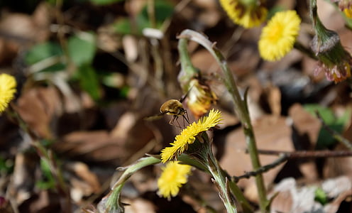 bee on flower thumbnail