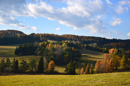 pine trees under white and blue sky thumbnail
