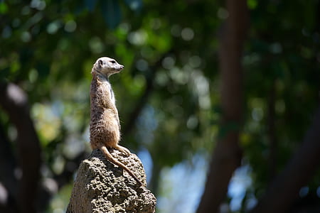meerkat, animal, mammal, rock, upright, africa thumbnail