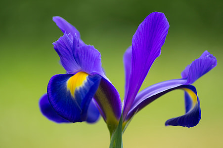 purple and yellow flower thumbnail