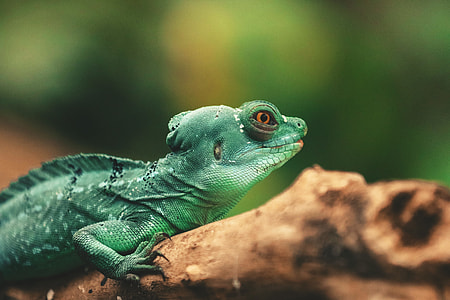 Closeup shot of a lizard reptile thumbnail