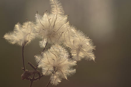 plant photo thumbnail