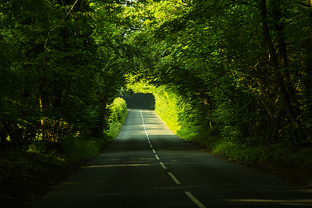 empty concrete road in between trees thumbnail