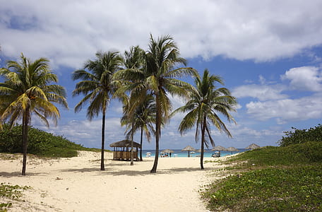 coconut trees thumbnail