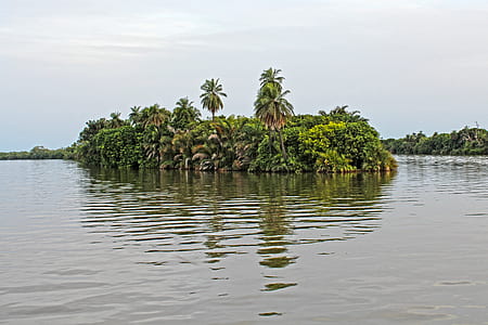 palm trees thumbnail