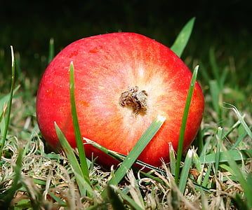 shallow focus photography of red fruit on grass thumbnail
