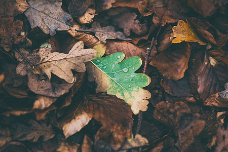 dried leaves thumbnail