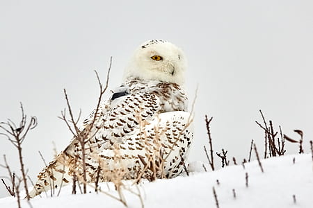 white and black owl sitting on snow covered ground with brown grass thumbnail