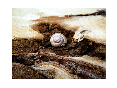 gray shell on brown wooden slab thumbnail