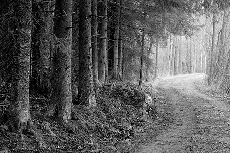 Road Through The Woods, Forest Road thumbnail