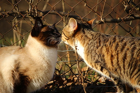 two cat facing each other beside cyclone fence thumbnail