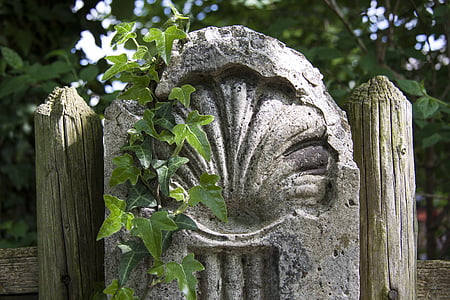 green leafed plant on gray concrete slab thumbnail