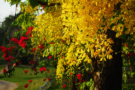 Cassia Fistula, Golden Shower Tree thumbnail