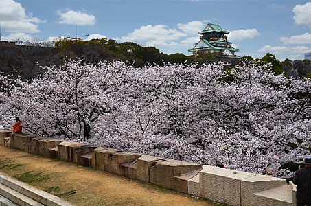 pink cherry blossom thumbnail