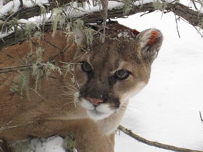 brown lioness on snowfield thumbnail