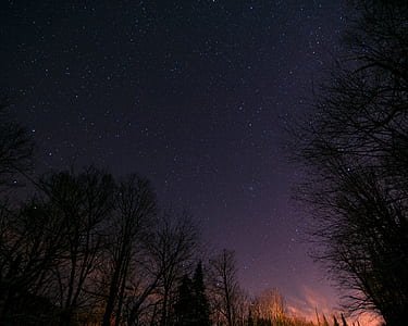 silhouette of bare trees during nighttime thumbnail