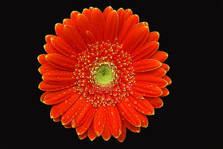 closeup photo of red sunflower thumbnail