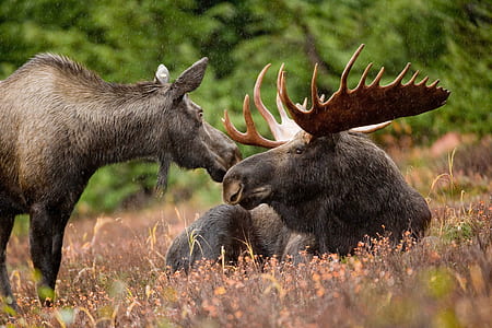 selective photo of grey moose near brown moose thumbnail