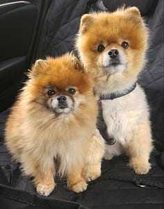 two brown-and-white puppies thumbnail