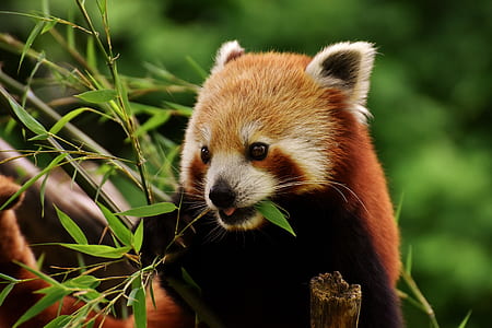 close-up photo of red panda thumbnail