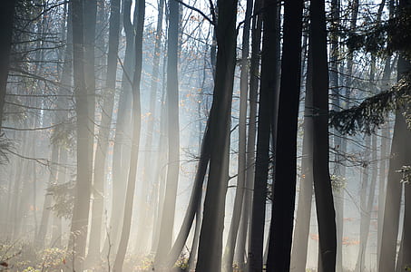 trees and forest thumbnail