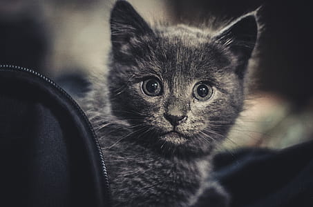 Gray Kitten thumbnail