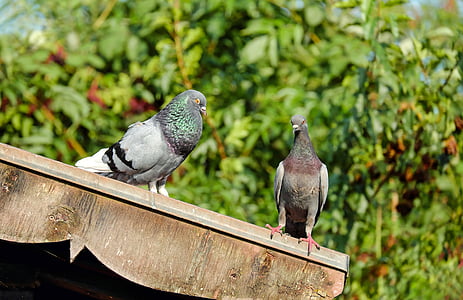 closeup photo of gray pigeons thumbnail