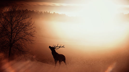 silhouette of reindeer thumbnail