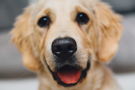 animal, dog, pet, focus thumbnail