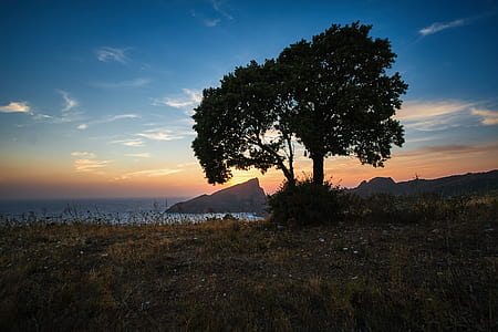 green tree near body of water thumbnail