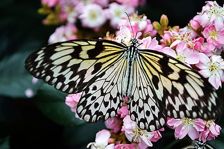 shallow focus photography of black and white butterfly thumbnail