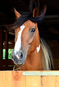 brown horse thumbnail