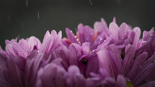 pink daisies with water droplets close-up photo thumbnail