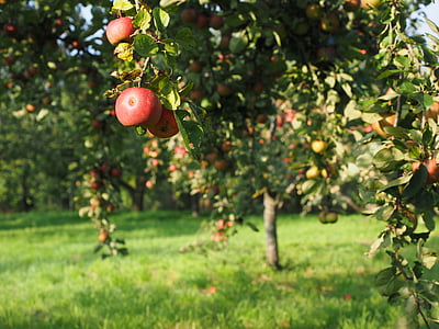 red apple on trees thumbnail