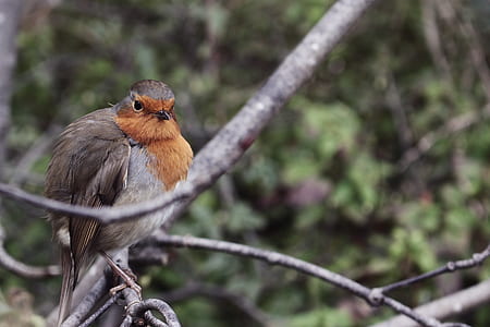 brown and white bird perching on branch thumbnail
