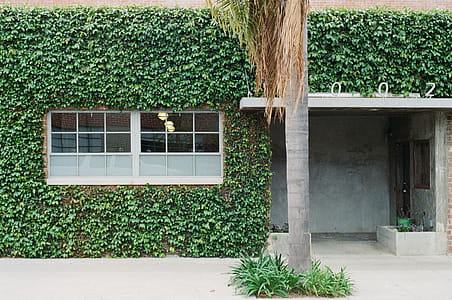 Gray Log Near Green Leafed House thumbnail