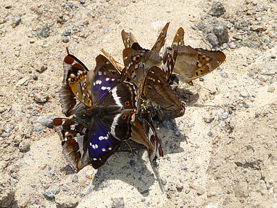 Purple Emperor, Butterflies thumbnail